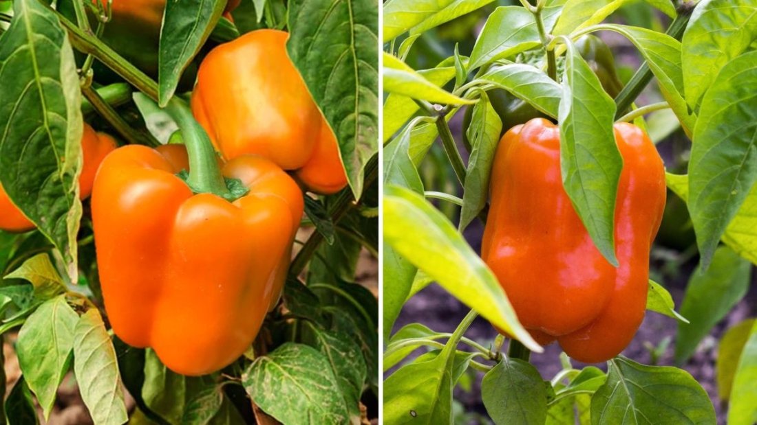 How to Grow Orange Sun Peppers from Seed: A Complete Step-by-Step Gardening Guide