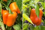 How to Grow Orange Sun Peppers from Seed: A Complete Step-by-Step Gardening Guide