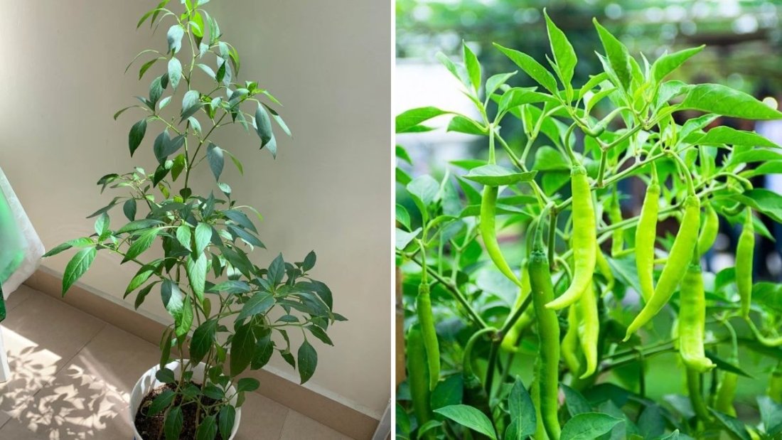 Green Chili Plant Life Cycle Explained: Why Flowers Don’t Turn into Chilies and How to Fix It Now!