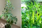 Green Chili Plant Life Cycle Explained: Why Flowers Don’t Turn into Chilies and How to Fix It Now!