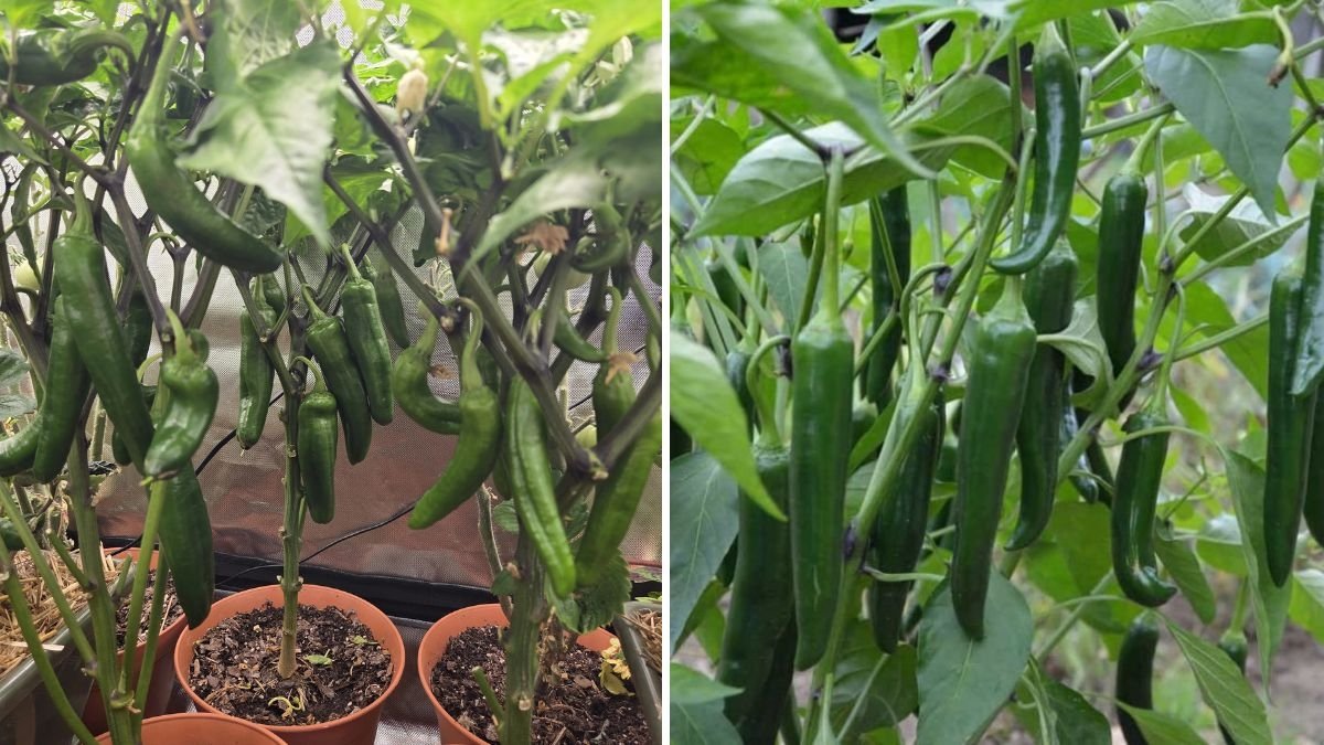 How to Care for Anaheim Pepper Plants: A Complete Growing and Maintenance Guide
