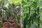 How to Care for Anaheim Pepper Plants: A Complete Growing and Maintenance Guide