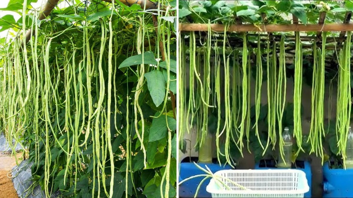 How to Grow Yardlong Beans in Old Plastic Cans for an Amazing Harvest!