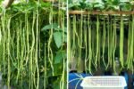 How to Grow Yardlong Beans in Old Plastic Cans for an Amazing Harvest!