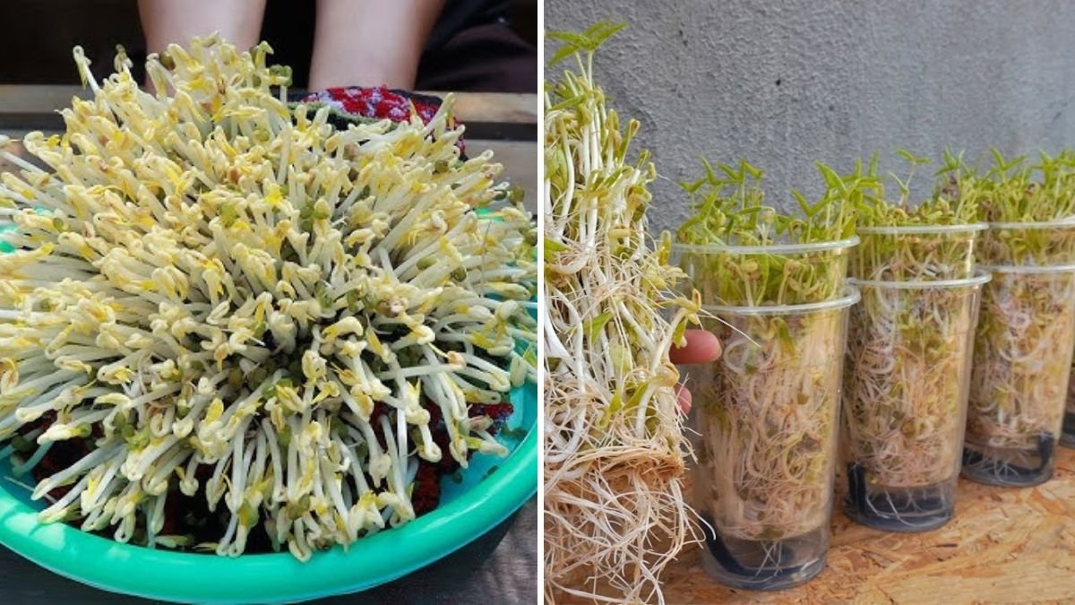 How to Grow Mung Bean Sprouts in Plastic Cups: The Easiest Way to Get Fresh, Crunchy Sprouts at Home!