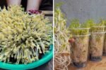 How to Grow Mung Bean Sprouts in Plastic Cups: The Easiest Way to Get Fresh, Crunchy Sprouts at Home!