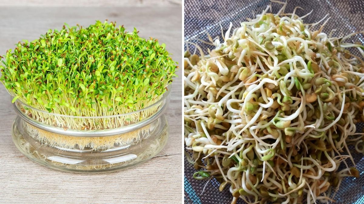 How to Grow Alfalfa Sprouts in 3 Easy Steps: A Complete Beginner’s Guide to Fresh, Nutritious Sprouts at Home