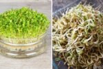 How to Grow Alfalfa Sprouts in 3 Easy Steps: A Complete Beginner’s Guide to Fresh, Nutritious Sprouts at Home
