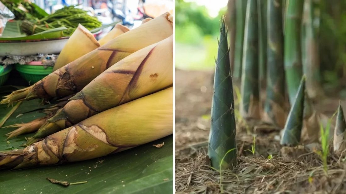 How to Grow Bamboo to Harvest Fast Bamboo Shoots: An Easy and Effective Agriculture Technology Guide