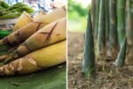 How to Grow Bamboo to Harvest Fast Bamboo Shoots: An Easy and Effective Agriculture Technology Guide