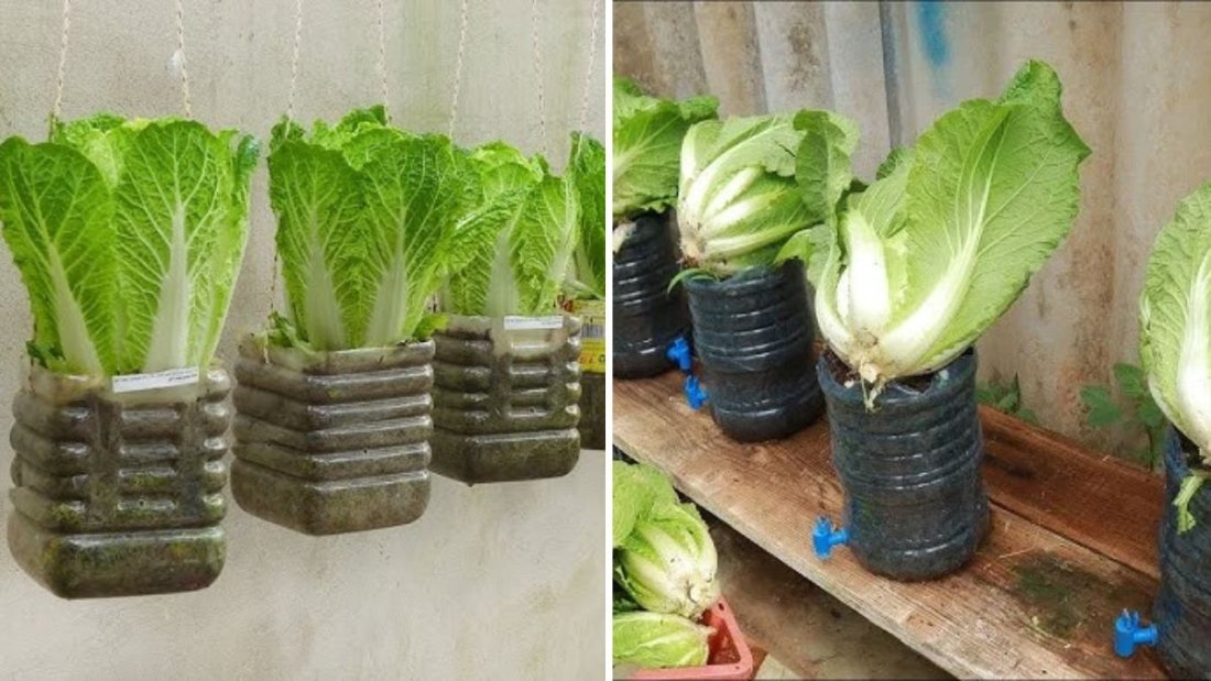 Innovative Way to Grow Napa Cabbage in Plastic Bags: Fast-Growing, Easy, and Perfect for Small Spaces