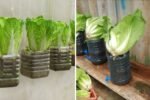 Innovative Way to Grow Napa Cabbage in Plastic Bags: Fast-Growing, Easy, and Perfect for Small Spaces