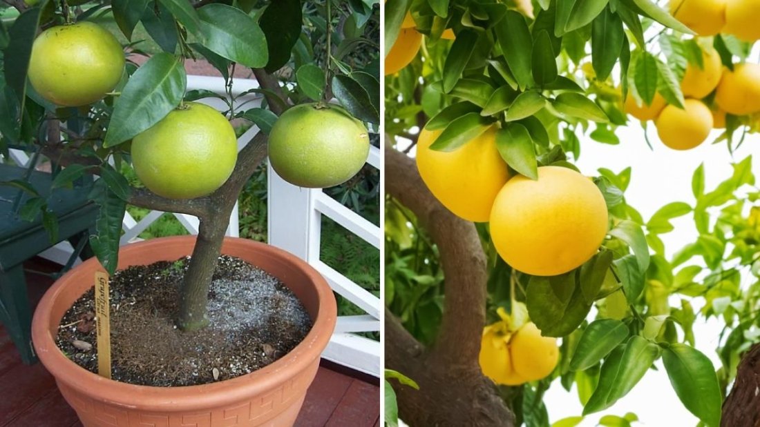 You’ll Be Surprised to See How Easy It Is to Grow a Grapefruit Tree in a Pot Full of Fruits