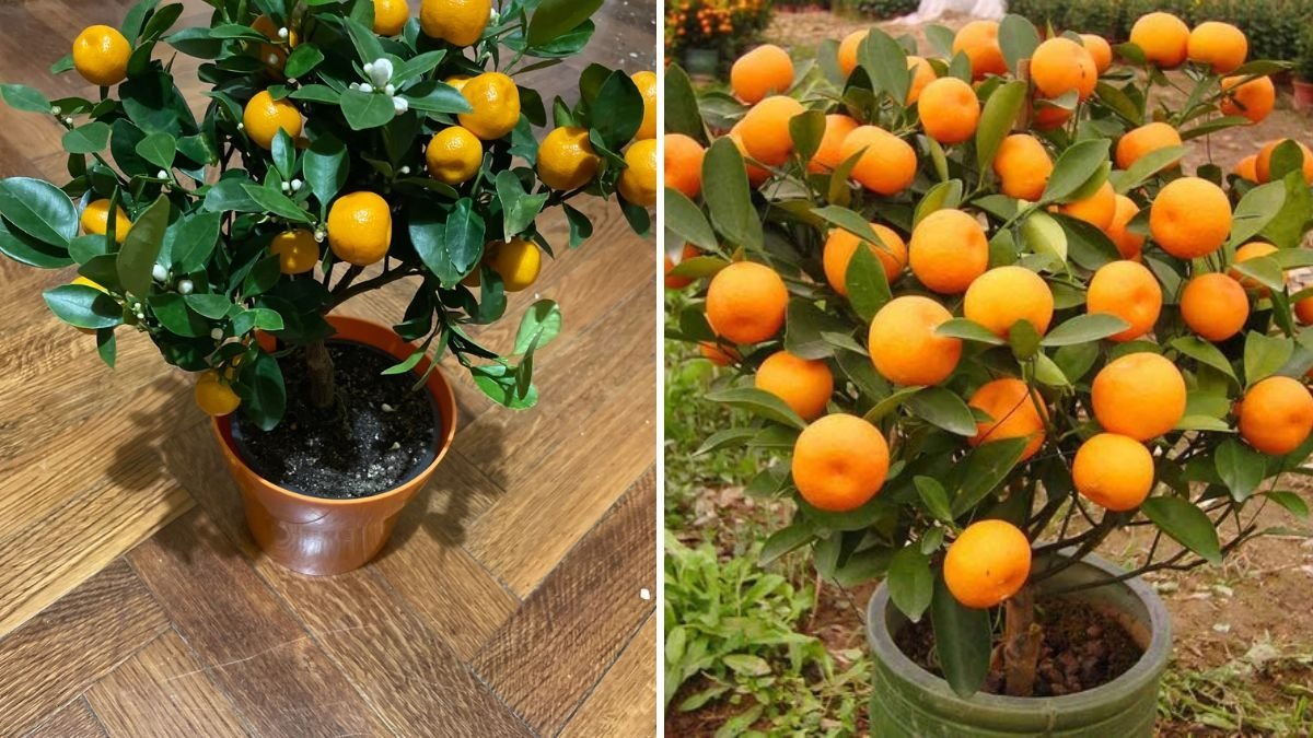 How to Grow Tangerine Fruit in Pots at Home: Easy Steps for a Healthy and Fruity Citrus Tree