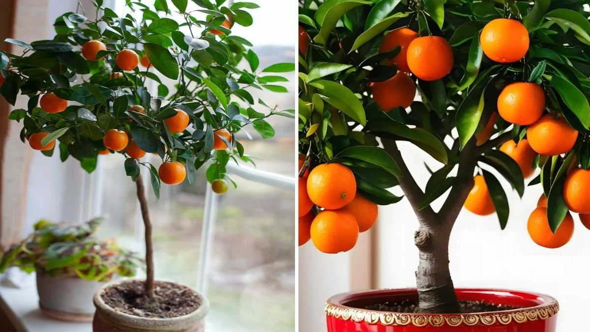 How to Grow Clementine Trees Indoors and Outdoors: A Complete Beginner’s Guide to Sweet Success