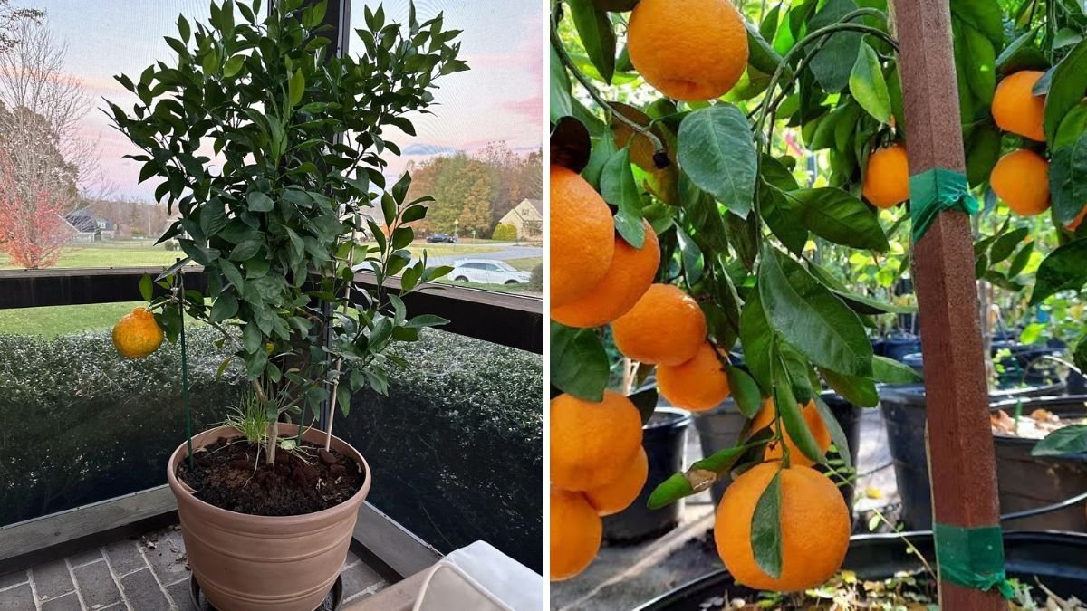 5 Expert Tips to Grow a Ton of Mandarins on One Tree Organically