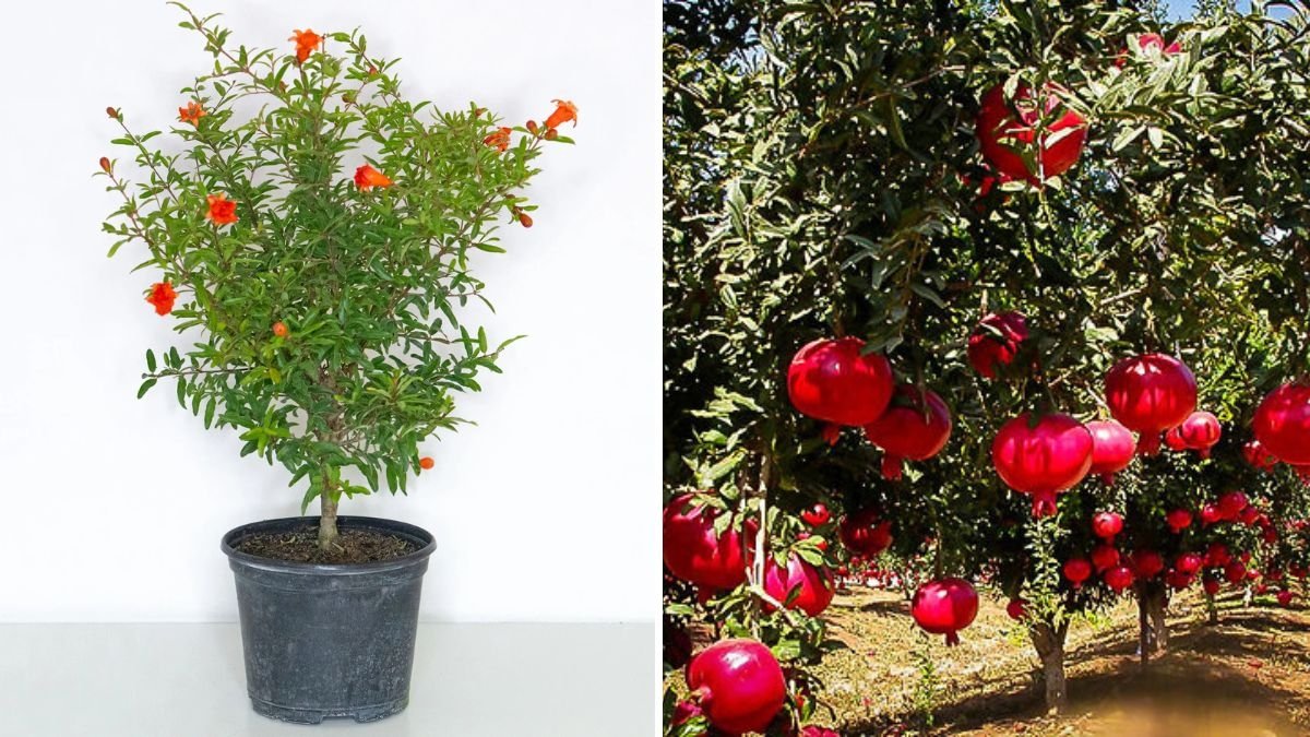 How to Grow a Pomegranate Tree from Seeds: The Secret Powder for 100% Success