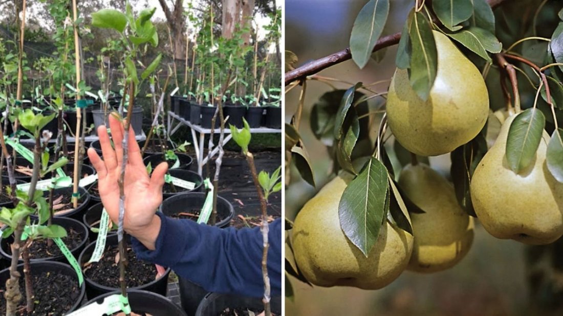Grafting Update: Unwrapping Pear and Apple Grafts for Healthy Growth and Success