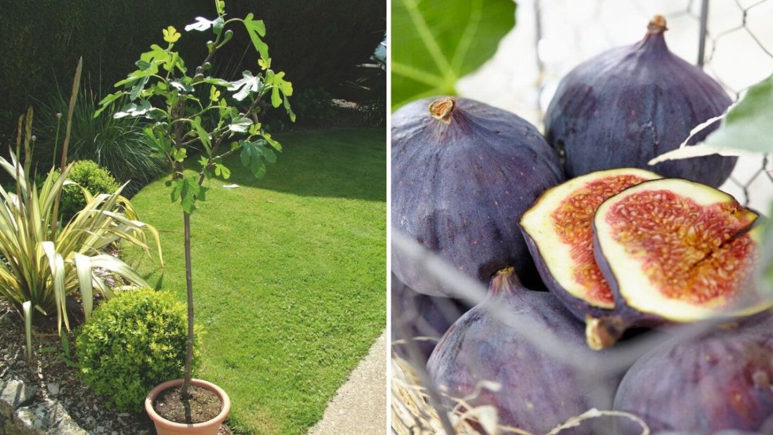 How to Plant a Fig Tree at Home: Everything You Need to Know for Fresh, Sweet Harvests