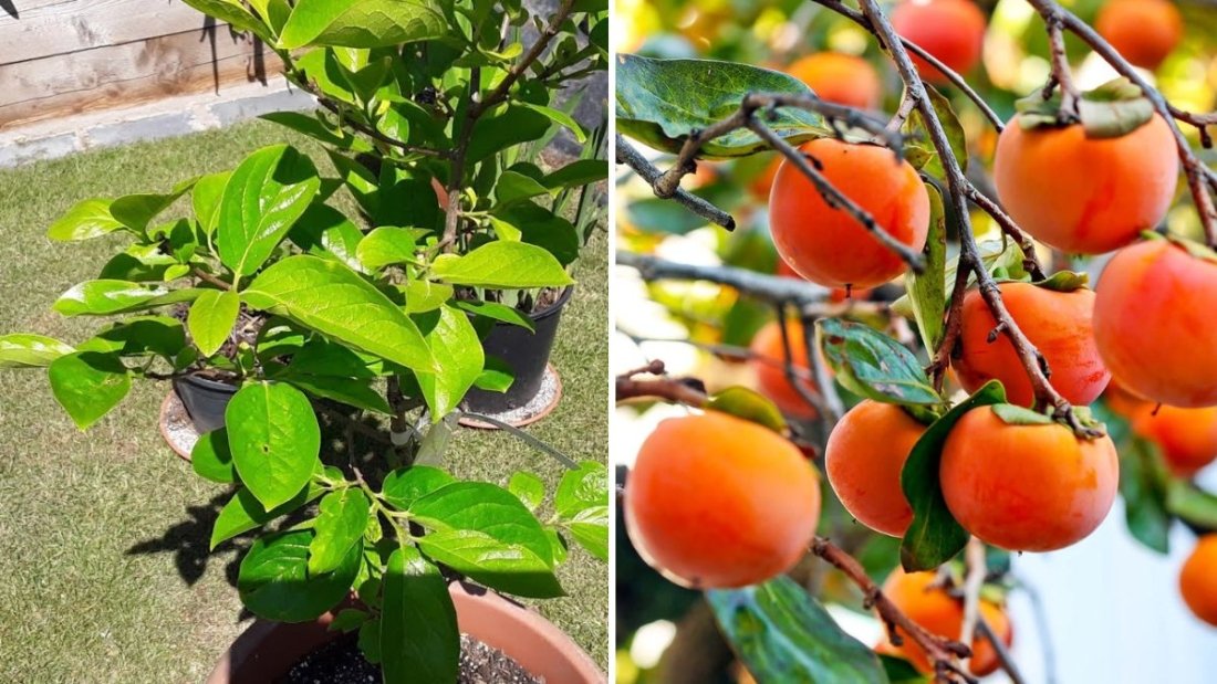 How to Grow Persimmons in Containers: A Complete Guide to Sweet, Homegrown Fruit