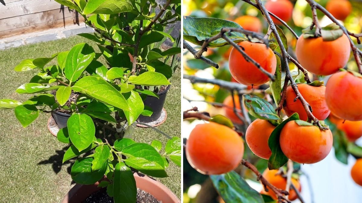 How to Grow Persimmons in Containers: A Complete Guide to Sweet, Homegrown Fruit