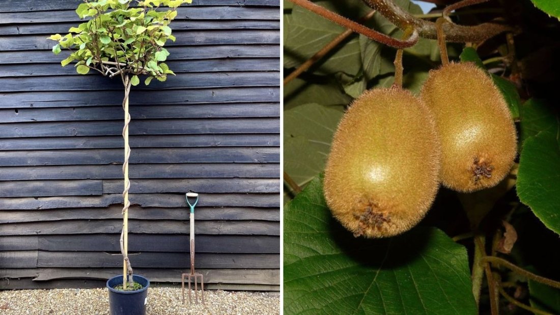 How to Grow Kiwi Plants from Kiwi Fruit in Water Using Plastic Bottles – Easy Step-by-Step Guide