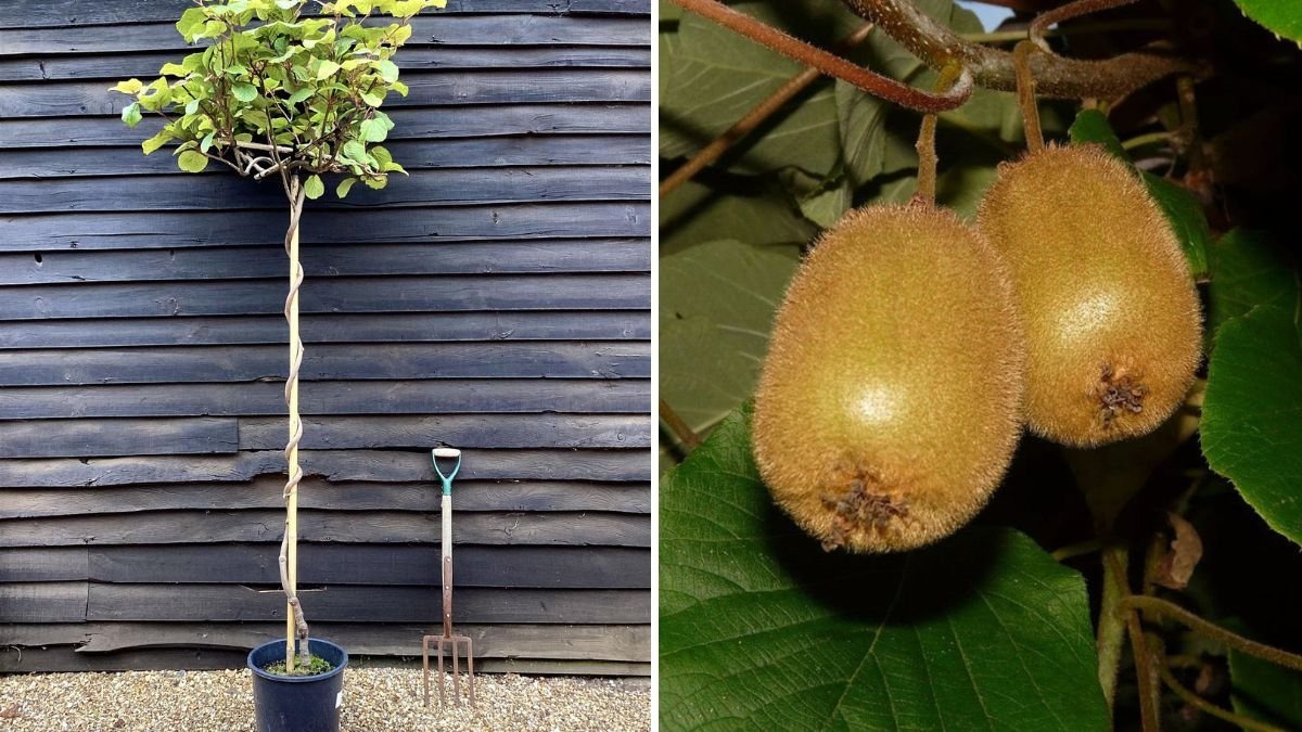 How to Grow Kiwi Plants from Kiwi Fruit in Water Using Plastic Bottles – Easy Step-by-Step Guide