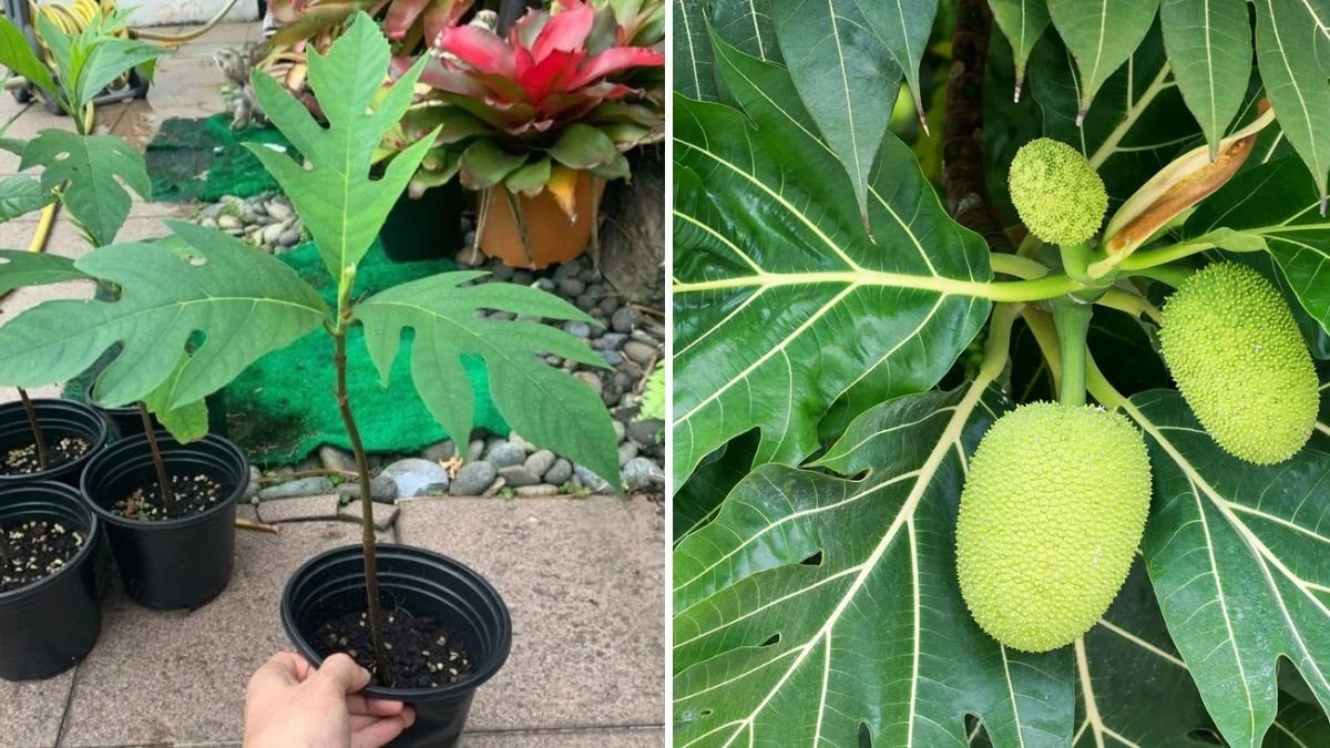 Breadfruit Farming | How to Grow Breadfruit Tree for a Sustainable and Profitable Harvest