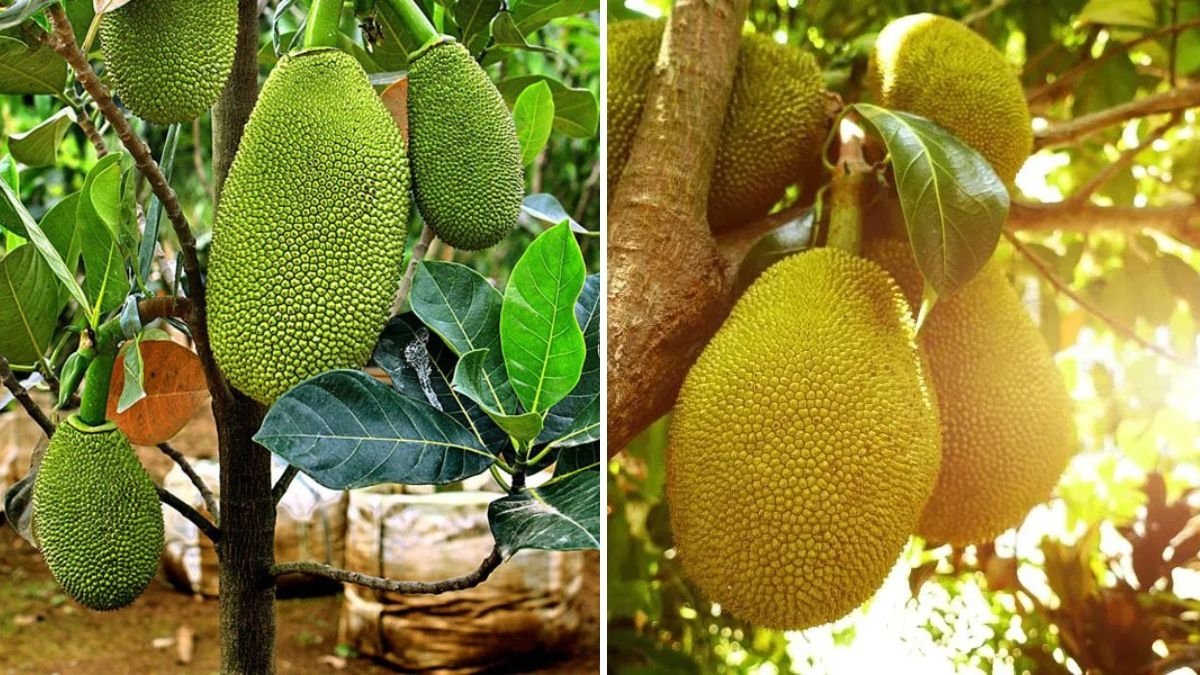 Unique Planting Jackfruit in Plastic Bottle with Natural Hormone | Growing Jackfruit Made Easy
