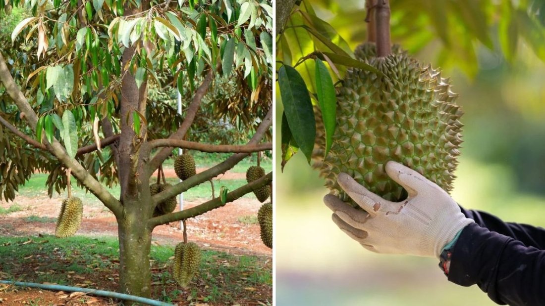 How to Grow a Small Durian Tree Using Drip Irrigation from Plastic Bottles: A Complete Guide for Home Gardeners