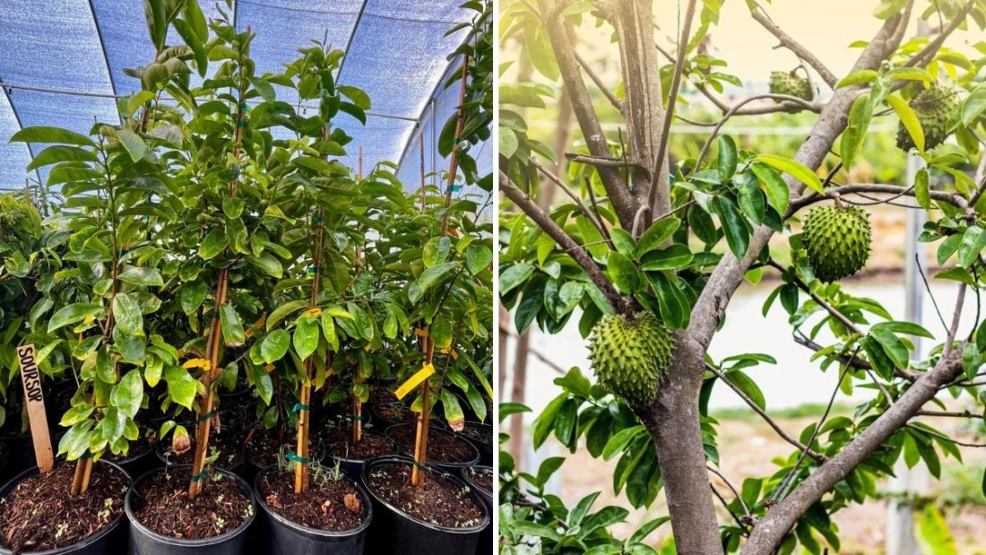 DIY Guide: Planting My “Giant” Soursop (Guanabana) Tree in the Ground – A Complete Step-by-Step Journey