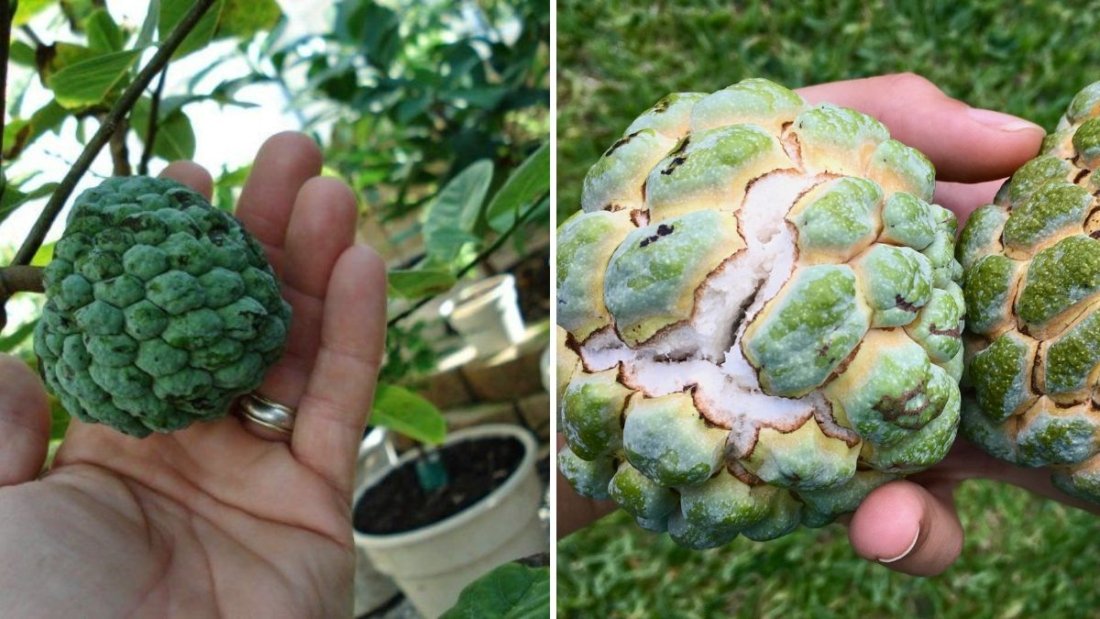 How to Grow Custard Apple from Seed: A Complete Guide to Growing Sugar Apple at Home