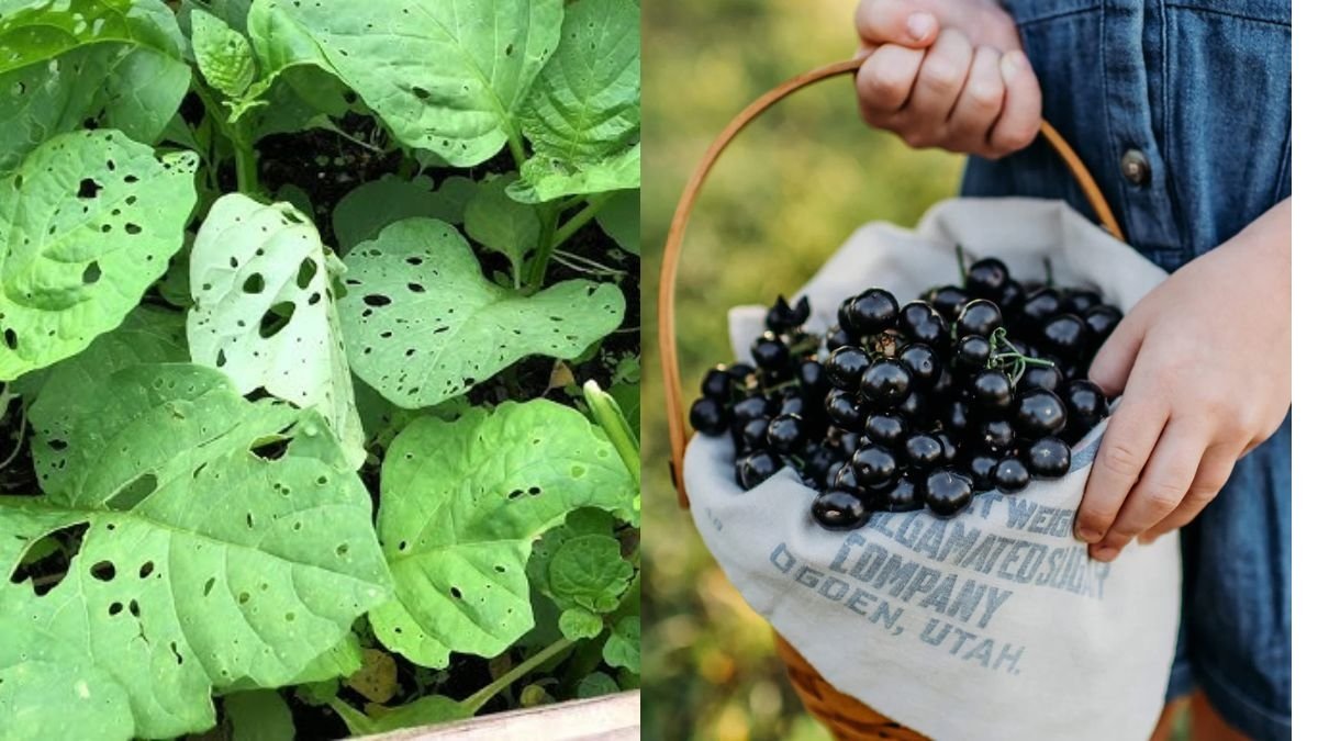 How to Grow and Harvest Huckleberry: Complete Guide for Home Gardeners