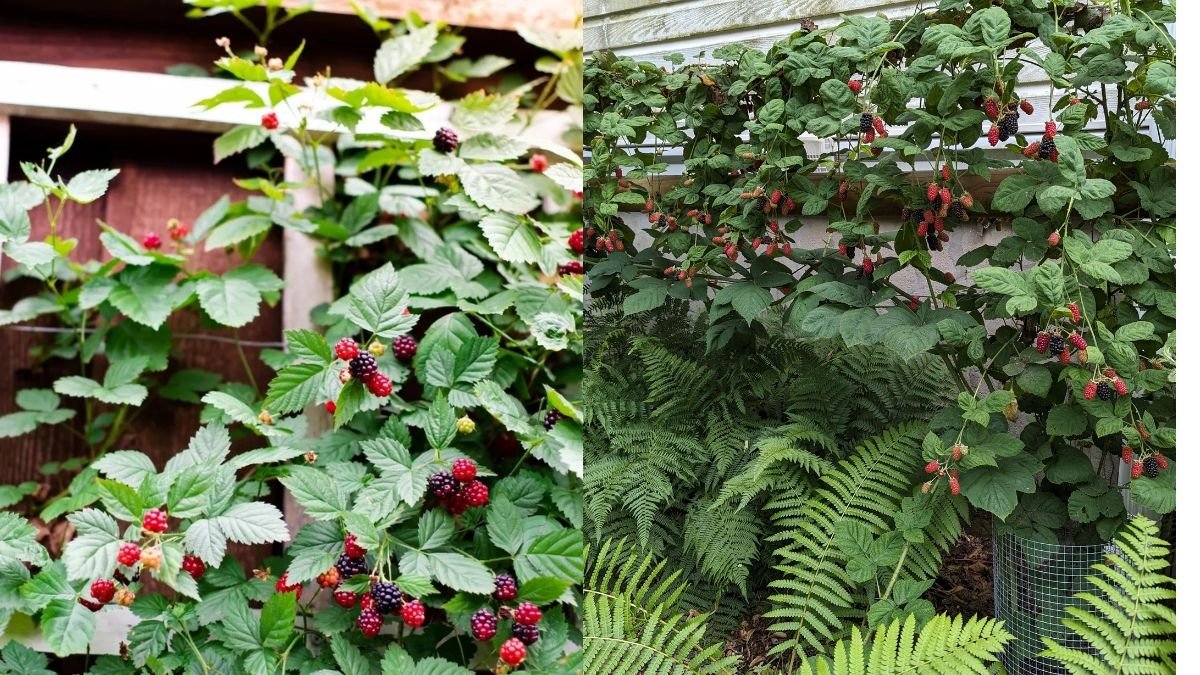 Trellis Marionberry Vines: Simple Technique for Next Year’s Fruit Production