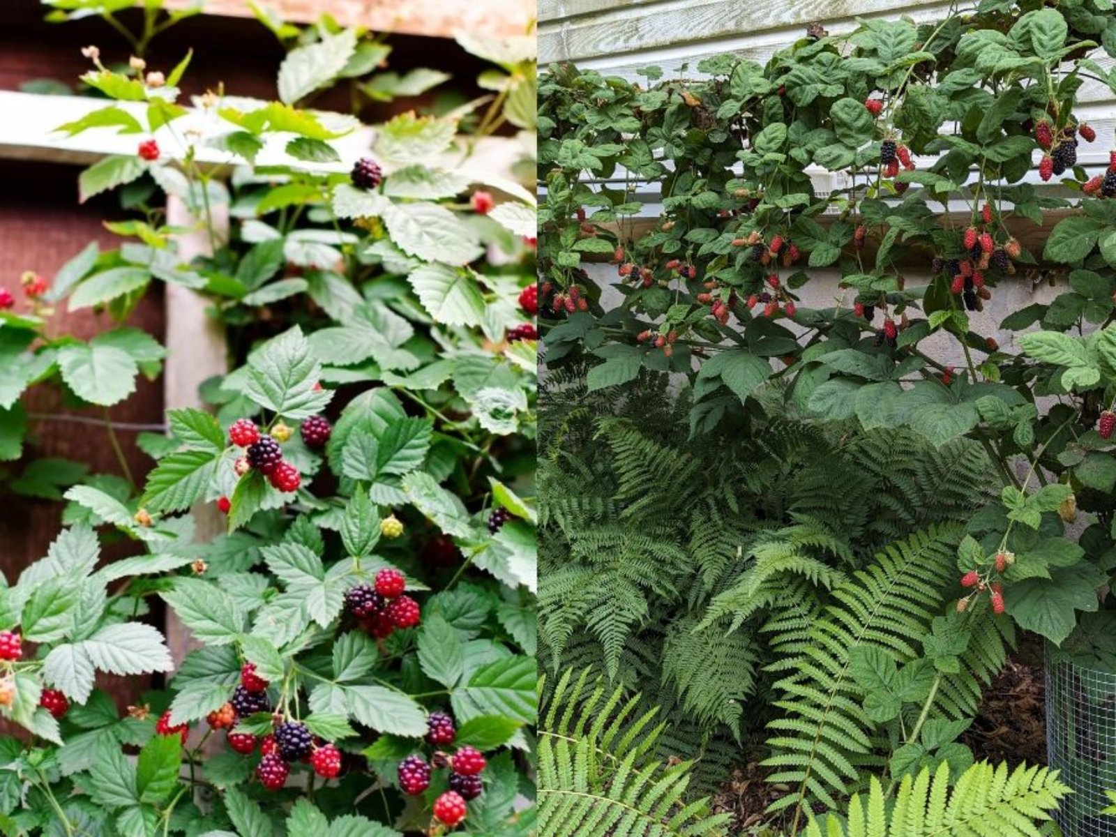 Trellis Marionberry Vines: Simple Technique for Next Year’s Fruit Production