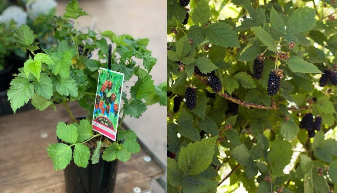 How to Grow Boysenberries – A Raspberry-Blackberry Cross with Superb Flavor