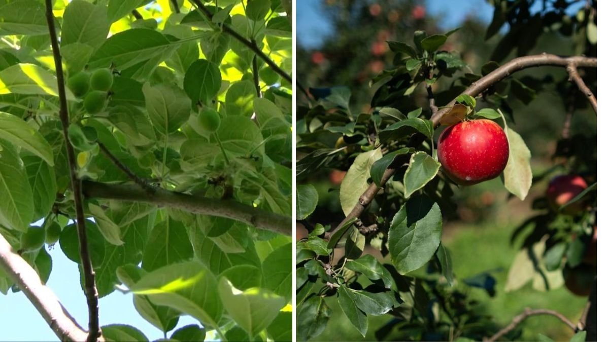 My Suburban Apple Orchard: Growing Honeycrisp, Fireside & McIntosh Apples in the Backyard