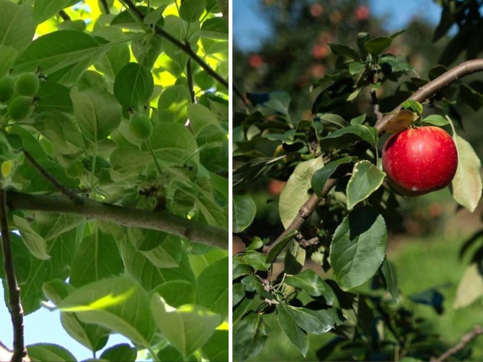 My Suburban Apple Orchard: Growing Honeycrisp, Fireside & McIntosh Apples in the Backyard