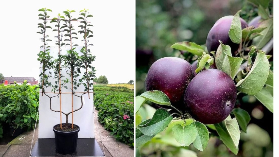 Planting an Arkansas Black Apple Tree: A Complete Guide to Growing This Bold and Unique Apple Variety