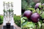 Planting an Arkansas Black Apple Tree: A Complete Guide to Growing This Bold and Unique Apple Variety