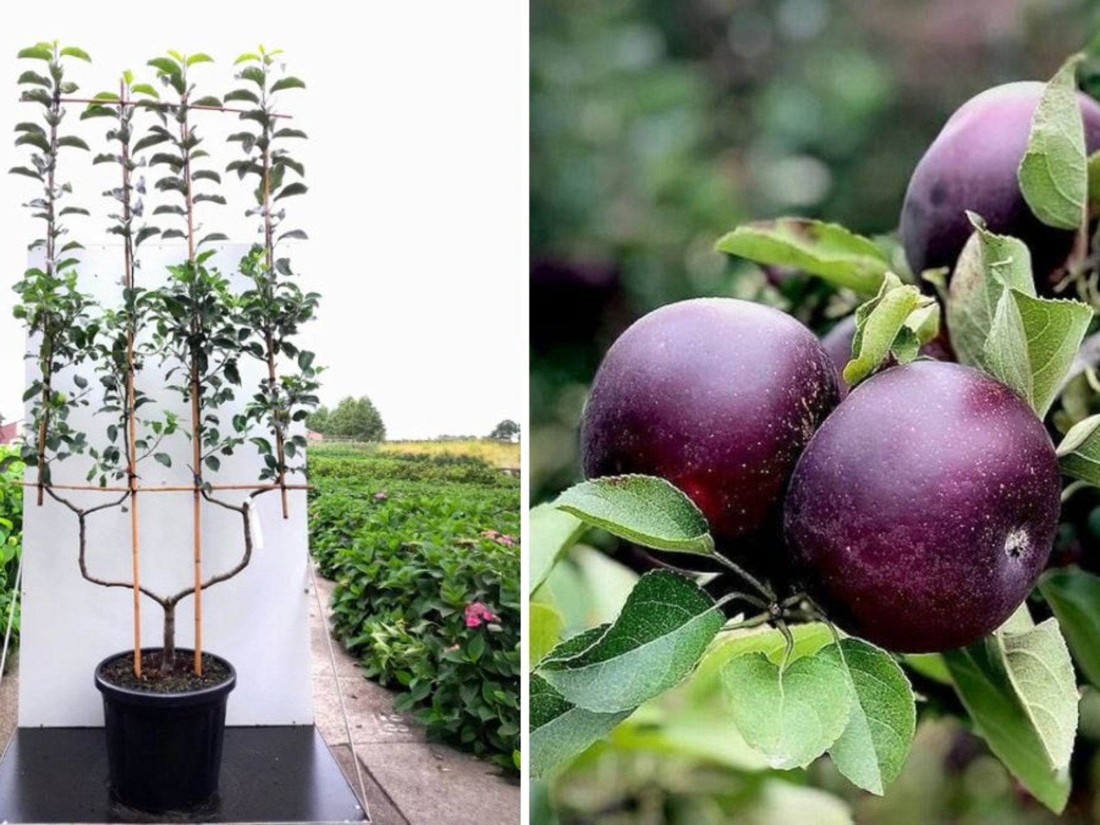 Planting an Arkansas Black Apple Tree: A Complete Guide to Growing This Bold and Unique Apple Variety