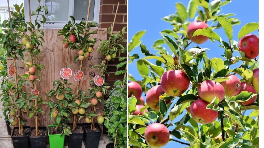 Backyard Orchard Bliss: How to Grow and Care for a Pink Lady Apple Tree at Home