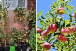 Backyard Orchard Bliss: How to Grow and Care for a Pink Lady Apple Tree at Home