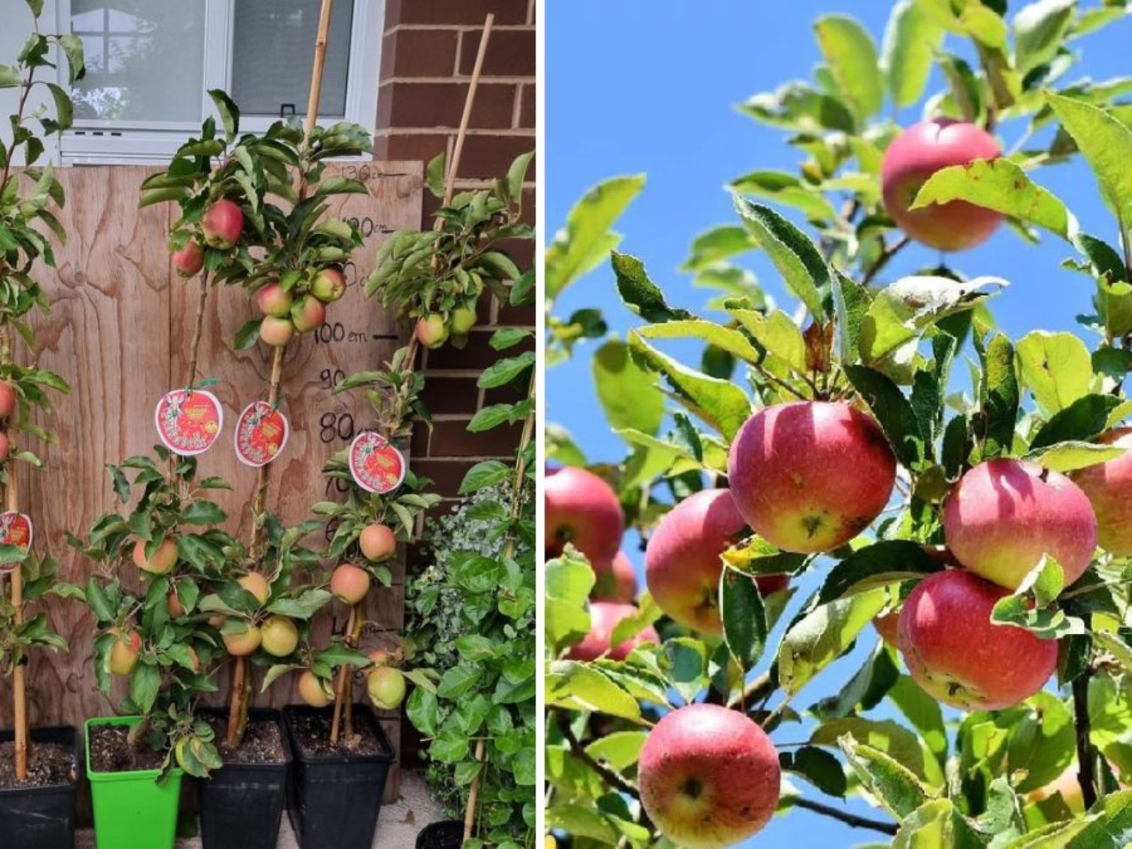 Backyard Orchard Bliss: How to Grow and Care for a Pink Lady Apple Tree at Home