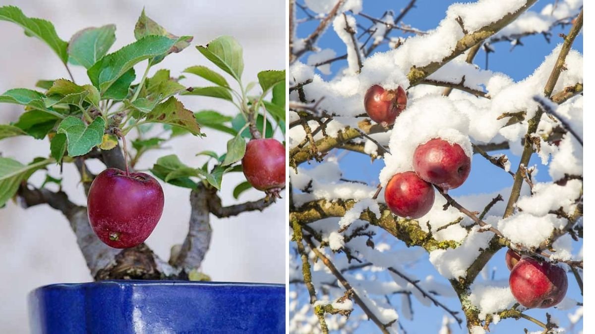 Winter Orchard Care: How to Prune Ambrosia Apple Trees for Healthy Growth and Better Harvests
