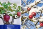 Winter Orchard Care: How to Prune Ambrosia Apple Trees for Healthy Growth and Better Harvests