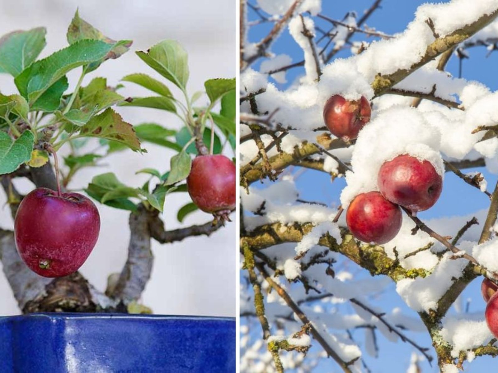 Winter Orchard Care: How to Prune Ambrosia Apple Trees for Healthy Growth and Better Harvests