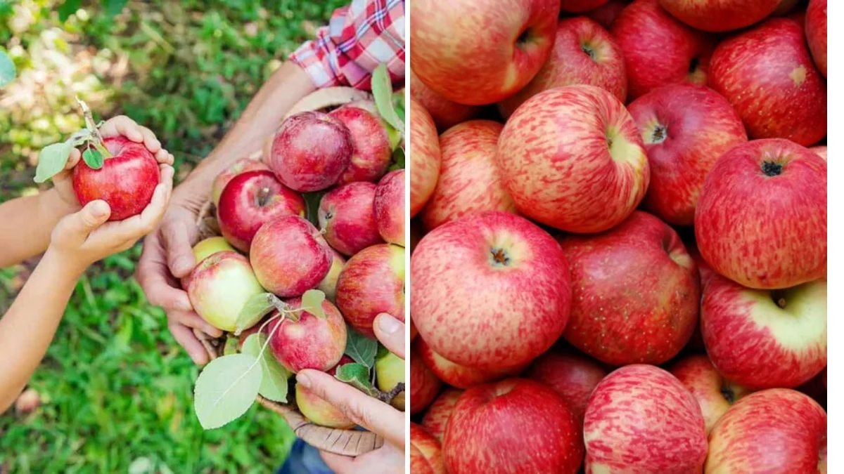Empire Apple Tasting: Discovering the Perfect Balance of Sweetness and Crunch