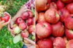 Empire Apple Tasting: Discovering the Perfect Balance of Sweetness and Crunch