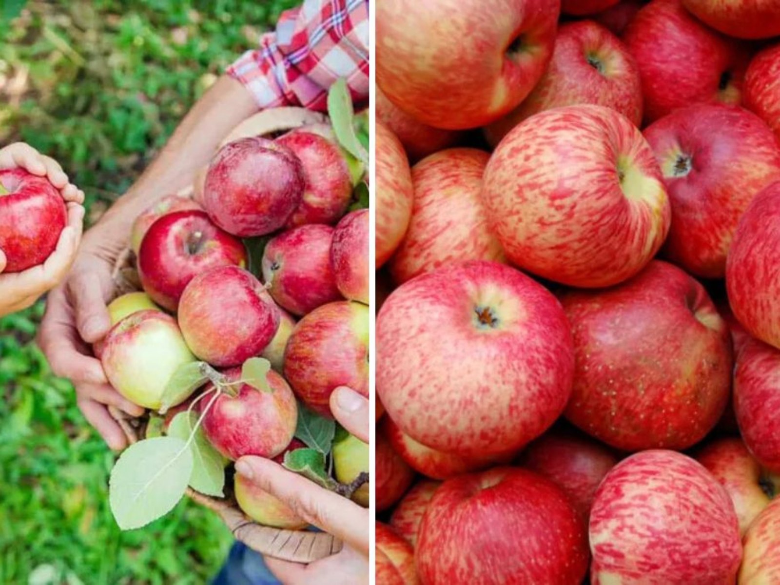 Empire Apple Tasting: Discovering the Perfect Balance of Sweetness and Crunch